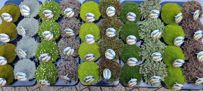 <h4>Vaste planten overig</h4>
