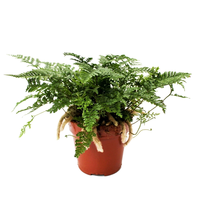 <h4>Humata tyermannii</h4>