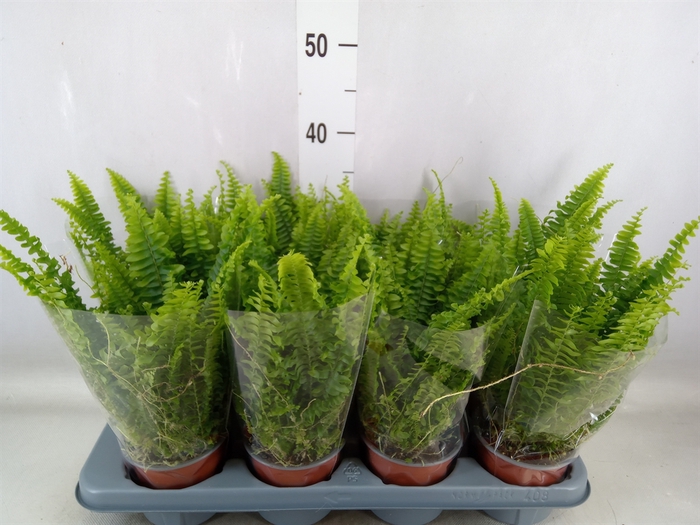 <h4>Nephrolepis exal. 'Green Lady'</h4>