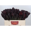 Leucadendron Saf Sunset Dark R.