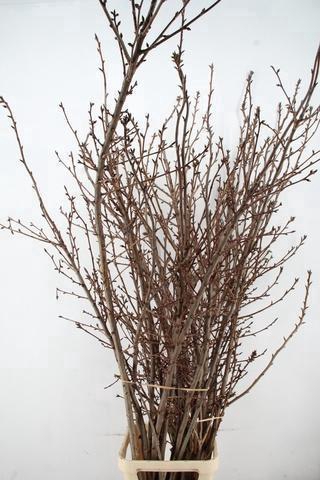 <h4>PRUNUS SERRULATA KANZAN PER STEM 180CM</h4>