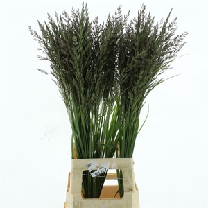 Calamagrostis Brachy