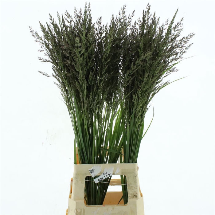 Calamagrostis Brachy