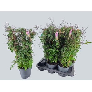 JASM POLYANTHUM RZ