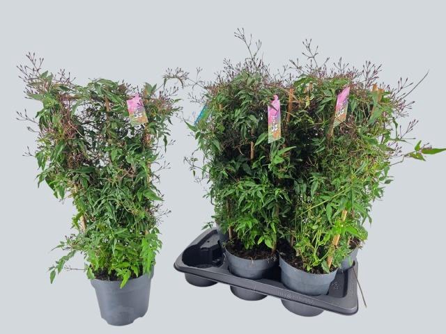 <h4>JASM POLYANTHUM RZ</h4>