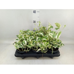 Epipremnum pinn. 'NJoy'