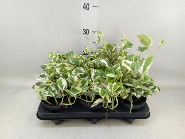 <h4>Epipremnum pinn. 'NJoy'</h4>