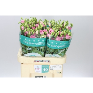 Eust Du Rosita Pink