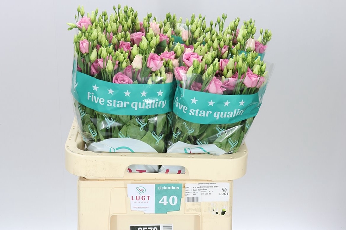 <h4>Eust Du Rosita Pink</h4>