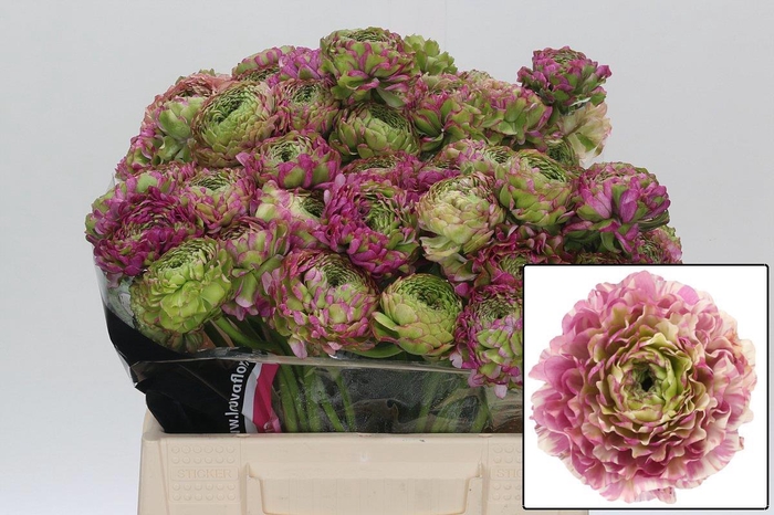 <h4>RAN PON PON MALVA</h4>