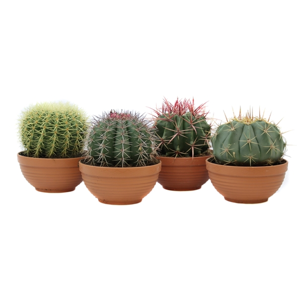 <h4>Cactus canarias schaal 19 cm</h4>