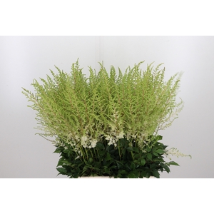 Astilbe Diamant