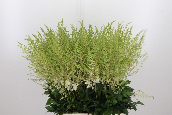 <h4>Astilbe Diamant</h4>