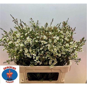 Chame Me Sirius White 80cm