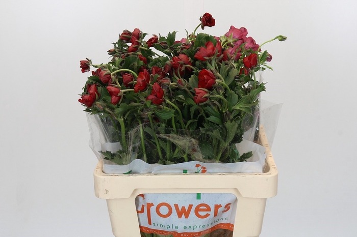 <h4>Ranunculus Magical Tangerine</h4>
