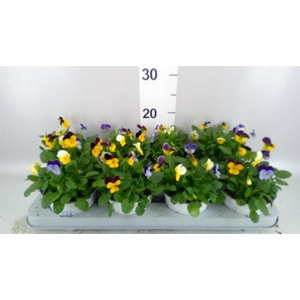 Viola   ...tricolor