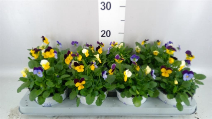 <h4>Viola ...tricolor</h4>