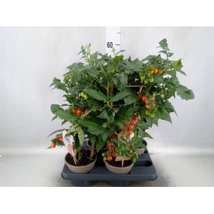 Solanum lycopersicum   ...