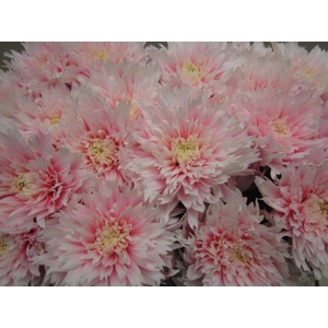 Chr G Undercover Pastel Pink