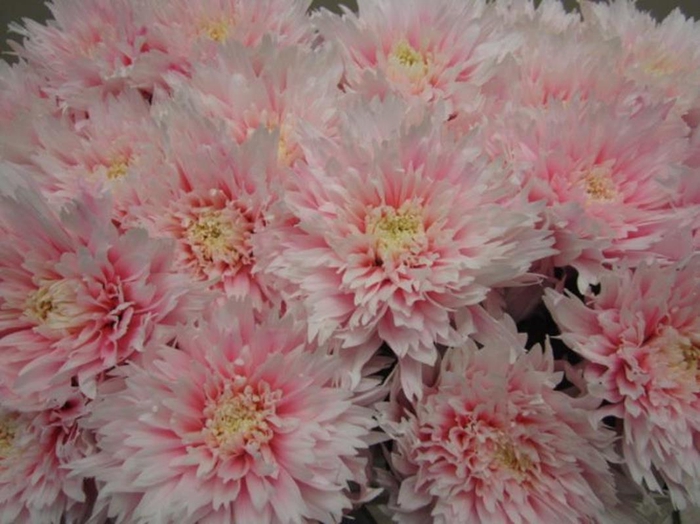 <h4>Chr G Undercover Pastel Pink</h4>