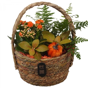 Arr.    Planten  L%