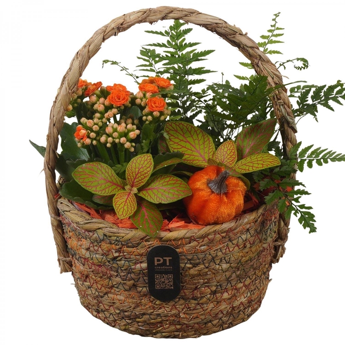<h4>Arr.    Planten  L%</h4>
