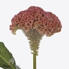 Celosia reprise rose