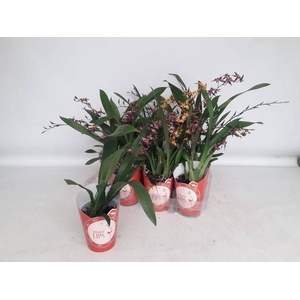 BRASSIA SUMMER DREAM