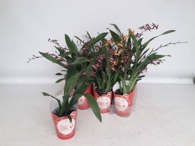 <h4>BRASSIA SUMMER DREAM</h4>