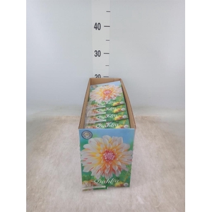 Dahlia   ...flowerbulbs