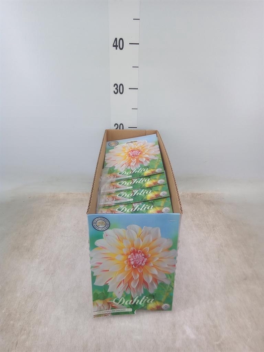 <h4>Dahlia   ...flowerbulbs</h4>