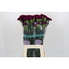 Dianthus St Florigene Moontea