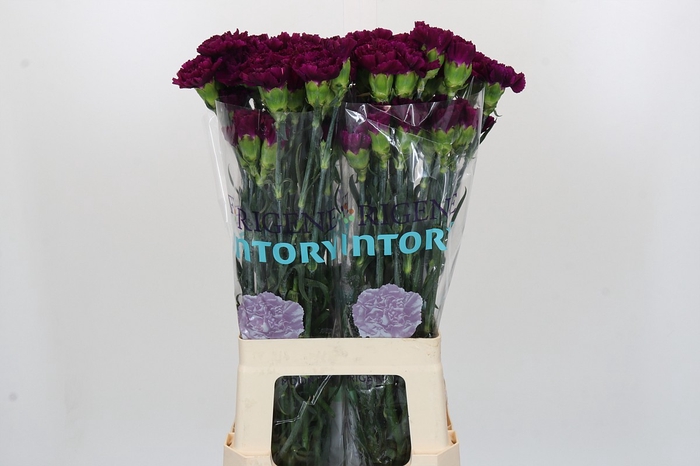 Dianthus St Florigene Moontea