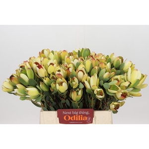 Leucadendron Pom-Pom Rood Spray
