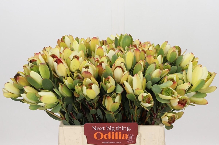 <h4>Leucadendron Pom-Pom Rood Spray</h4>