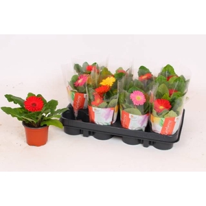 .Gerbera colourgame gemengd