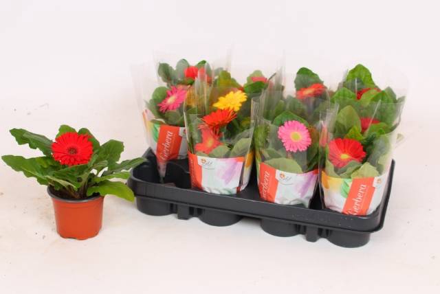 <h4>.Gerbera colourgame gemengd</h4>