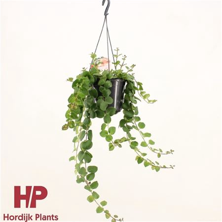 <h4>Aeschynanthus Pink Polka Hang</h4>