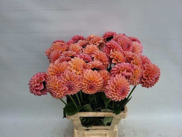 <h4>DAHL LINDAS BABY</h4>