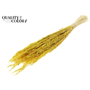 Avena per bunch Intense Yellow