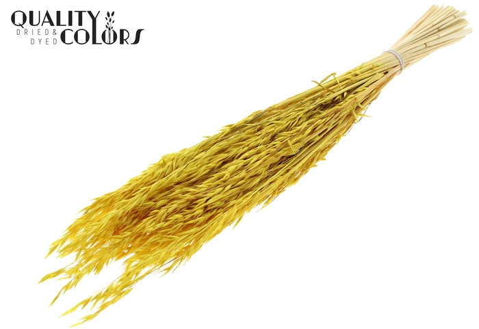 <h4>Avena per bunch Intense Yellow</h4>