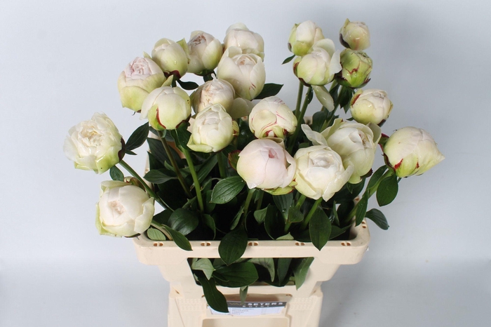 <h4>Paeonia Odile 60 cm</h4>