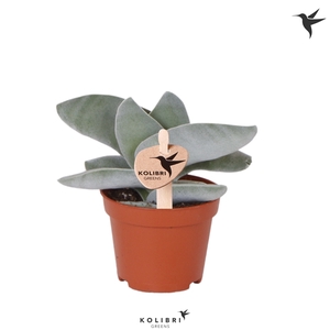 Kolibri Greens Succulenten Crassula Boomerang