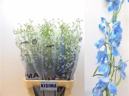 <h4>Delph En Sky Waltz</h4>