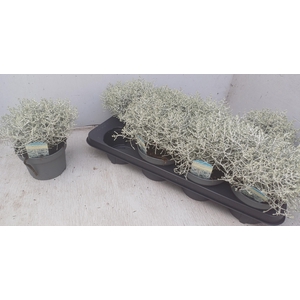 LEUCOPH BROWNII