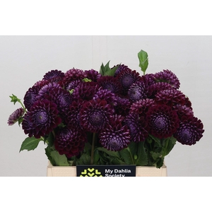 Dahlia Ivannetti