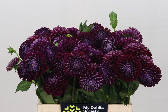<h4>Dahlia Ivannetti</h4>