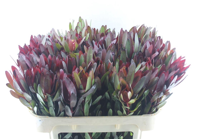 <h4>Leucad Saf Sunset</h4>