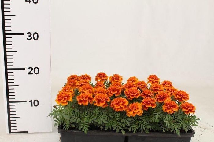 <h4>TAG OV MIXK</h4>