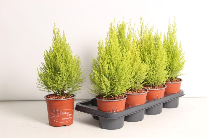 <h4>CUPR MA GOLDC WILMA</h4>